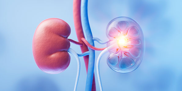 신장연구소 관련 사진